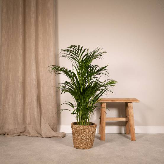 Palmier Areca - D17 H70cm - Image 2