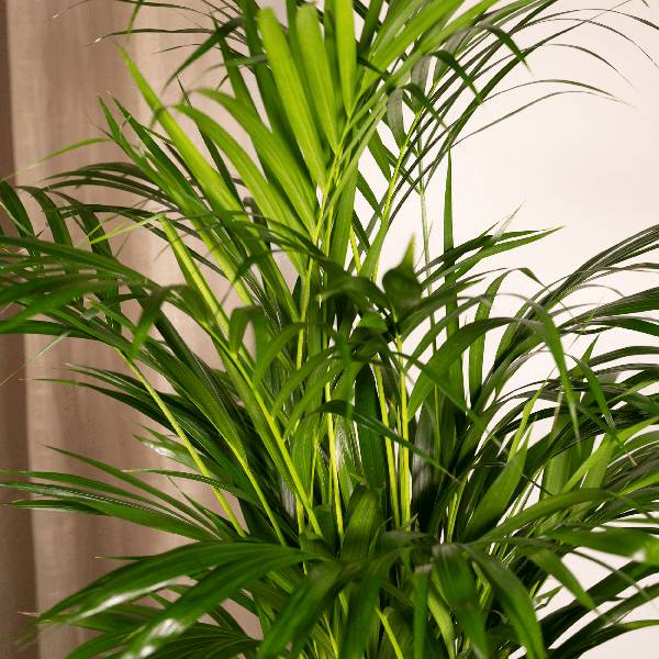 Palmier Areca - D17 H70cm - Image 3