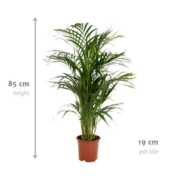 Palmier Areca - D17 H70cm - Image 4