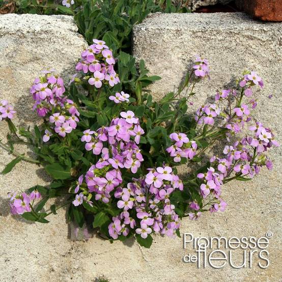 Arabis caucasia Rosea - Arabette du Caucase Godet de 8/9 cm