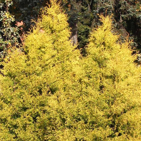 Thuya du Canada - Thuja occidentalis Rheingold Godet de 8/9 cm - Image 1