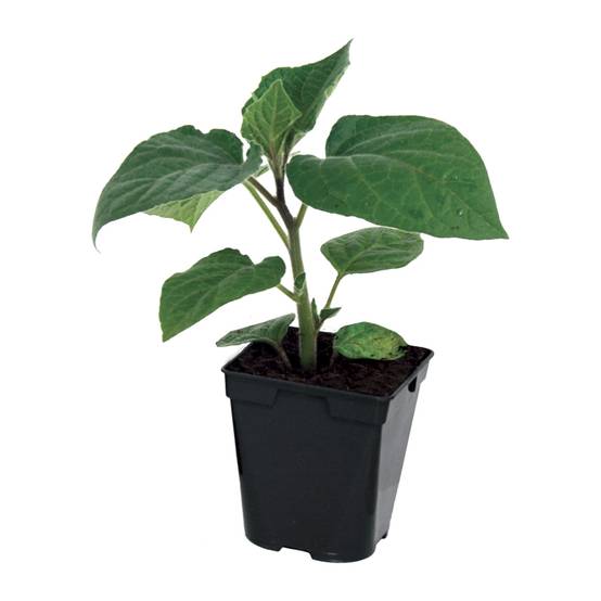 Plant de coqueret du Pérou pot de 0,5 litre - Image 2