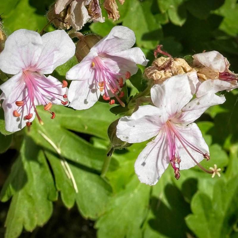 Géranium vivace Biokovo à fleurs Blanche/ - feuillage Persistant - Godet - 5/20 cm - Image 6