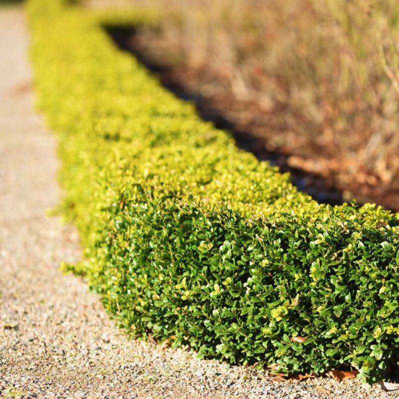 20 Buis Commun à Feuilles Rondes (Buxus Sempervirens 'Rotundifolia') - Haie de Buis Commun - - Pépinières Naudet - Image 2