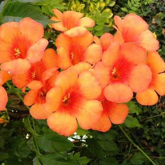 Campsis radicans Indian Summer - Bignone de Virginie Pot de 2L/3L