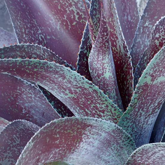 Mangave Purple passion - Manfreda hybride Pot de 3L/4L