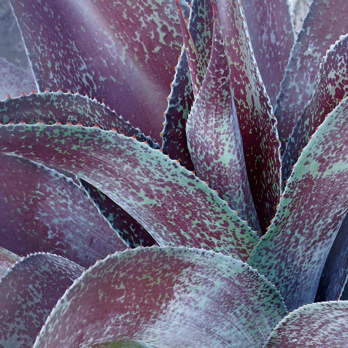 Mangave Purple passion - Manfreda hybride Pot de 3L/4L