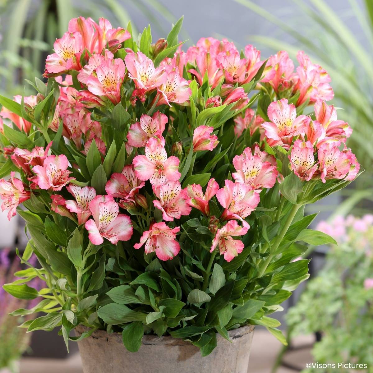 Promesse de Fleurs - Alstroemère naine Pitchounes Charlotte - Lys des Incas Pot de 1L/1,5L