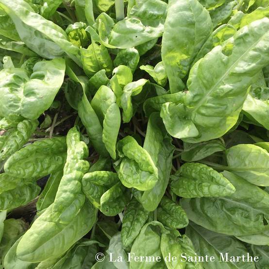 Promesse de Fleurs - Oseille commune Bio - Ferme de Sainte Marthe le sachet de 500 graines environ