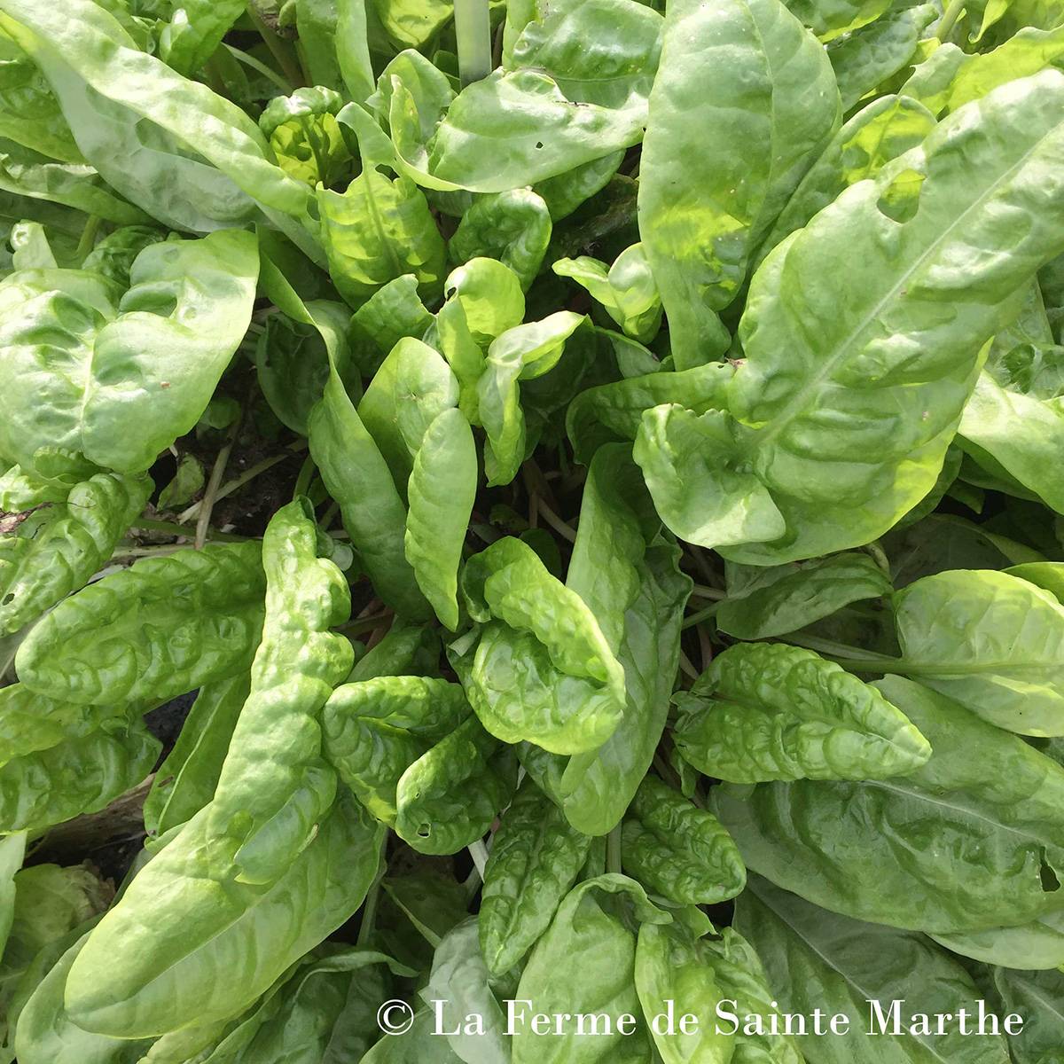 Promesse de Fleurs - Oseille commune Bio - Ferme de Sainte Marthe le sachet de 500 graines environ