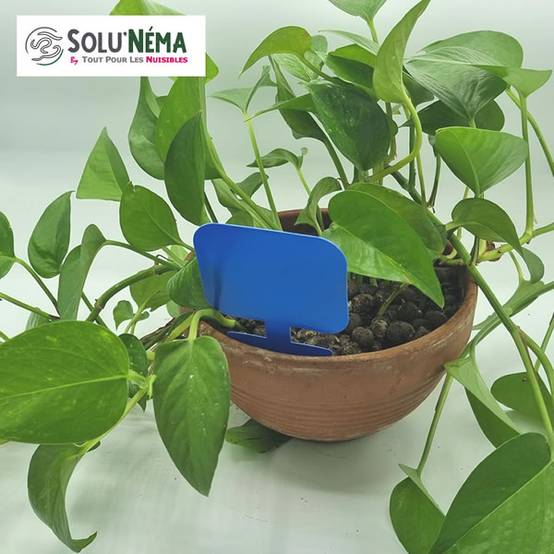 Solu'Néma - 40 Pièges Collants Bleus pour les Thrips, Moucherons, Design XXL - Image 4
