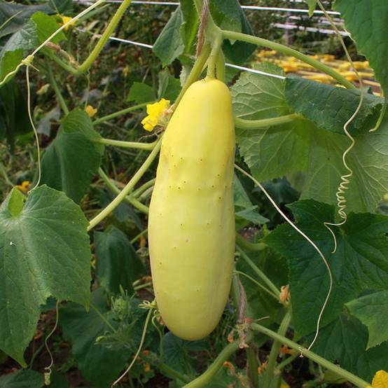 Promesse de Fleurs - Concombre jaune Gele Tros BIO le sachet de 15 graines environ (0,5g)