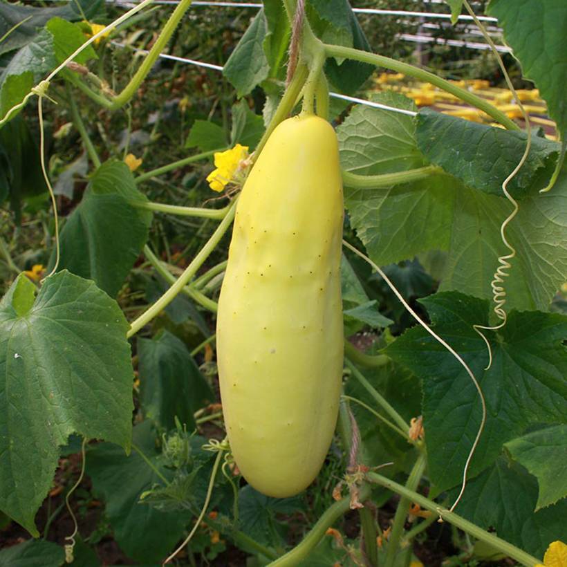 Promesse de Fleurs - Concombre jaune Gele Tros BIO le sachet de 15 graines environ (0,5g)