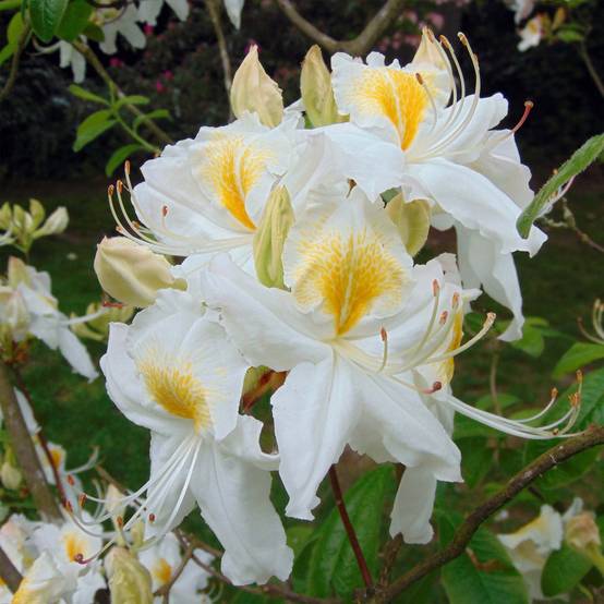 Promesse de Fleurs - Azalée de Chine Persil - Azalea mollis Pot de 4L/5L - Image 1