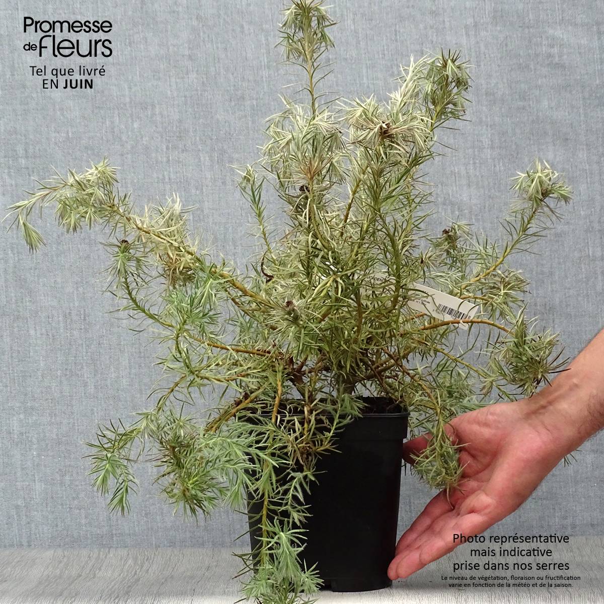 Promesse de Fleurs - Leucadendron Jubilee Crown Pot de 3L/4L - Image 2
