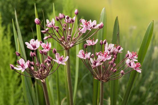 Butomus Umbellatus - Butome en ombelle - Plantes de bassin - H. 15-25 cm - P. 9 cm - Image 2