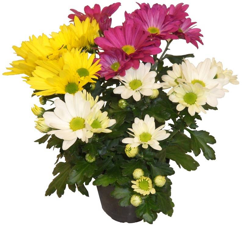 Horti-Flandre - Chrysantheme multifleur arlequin pot 11 cm