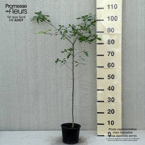 Chêne pédonculé - Quercus robur Pot de 2L/3L - Image 2
