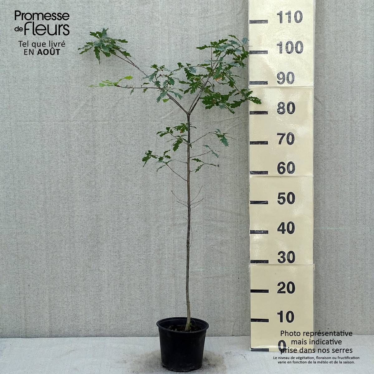 Chêne pédonculé - Quercus robur Pot de 2L/3L - Image 2