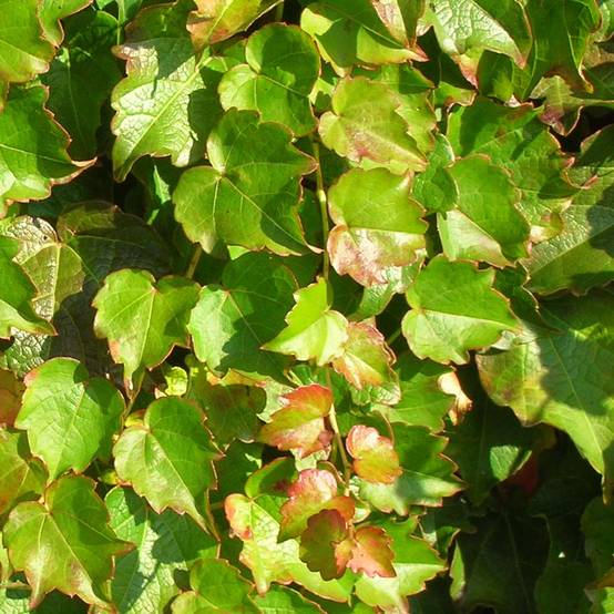Vigne vierge - Parthenocissus tricuspidata Minutifolia Pot de 2L/3L