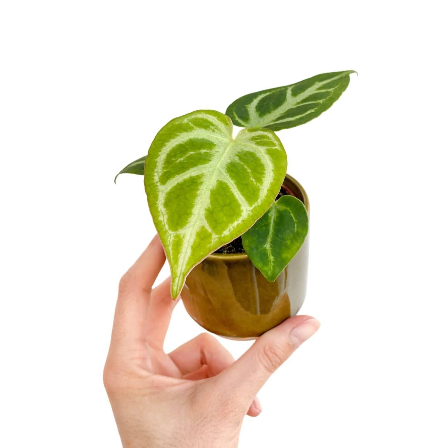 Anthurium Silver Blush - Pot de 6cm - Plantes d'intérieur - Image 1