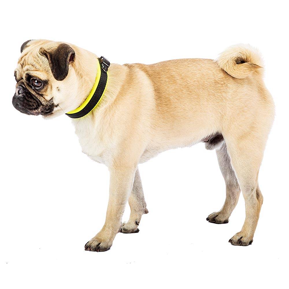 Ferplast - Collier Ergonomique pour Chiens ERGOFLUO C15/33 avec Rembourrage et Fermeture à Micro-régulation - Image 4