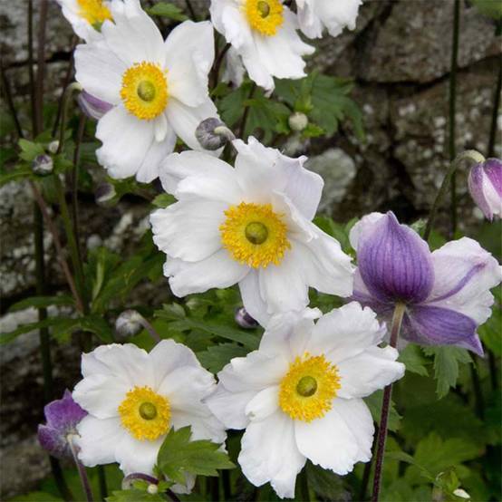 Anemone Ruffled Swan - Anémone japonaise Pot de 2L/3L