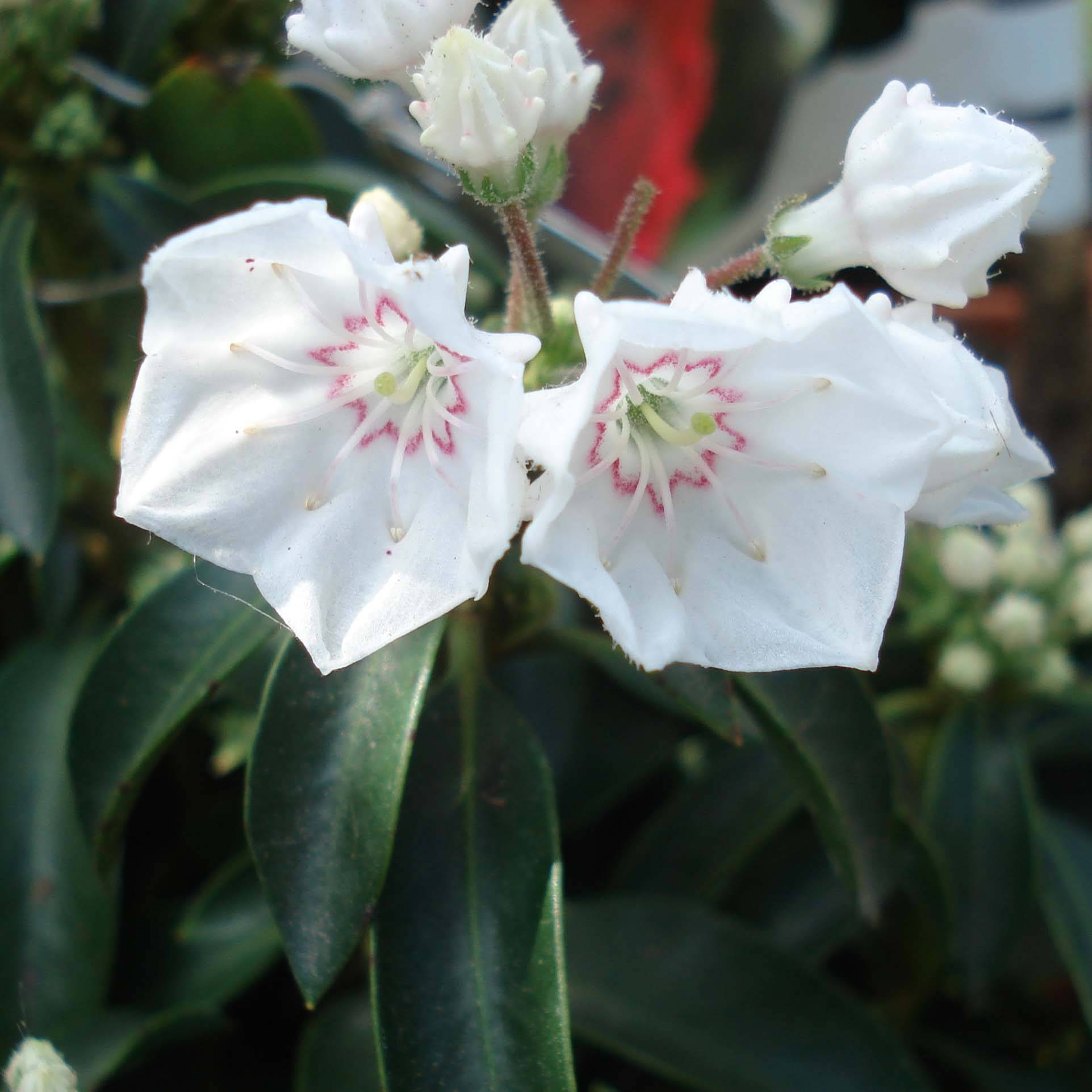 Kalmia latifolia Elf - Laurier des montagnes Pot de 3L/4L - Image 1