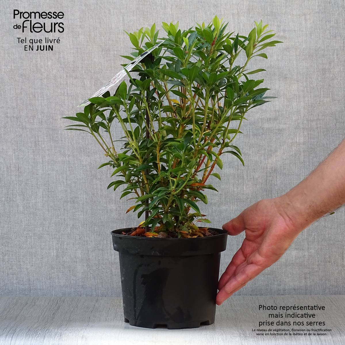 Kalmia latifolia Elf - Laurier des montagnes Pot de 3L/4L - Image 2