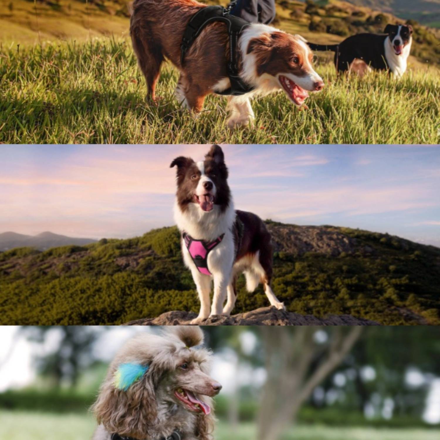 DtopbuyAge - Harnais-Laisse Réfléchissant pour Grand Chien L - Image 5