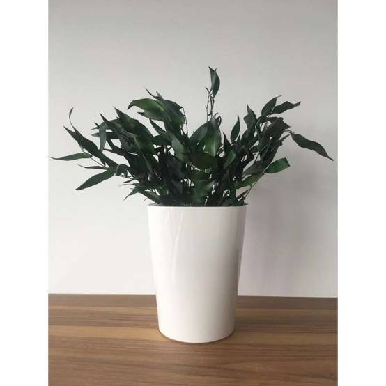 Plante Naturelle Stabilisée Ruscus - Plante stabilisée - Plante d'intérieur - 20cm - Image 2