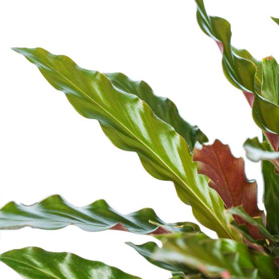 Gardenersdream - Calathea Rufibarba Elger Grass Plante D'Intérieur En Pot Pour Maisons Et Bureaux - GardenersDream - Image 3