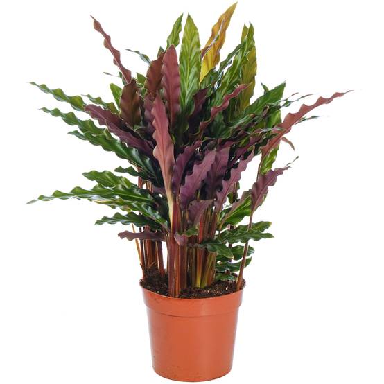 Gardenersdream - Calathea Rufibarba Elger Grass Plante D'Intérieur En Pot Pour Maisons Et Bureaux - GardenersDream - Image 1
