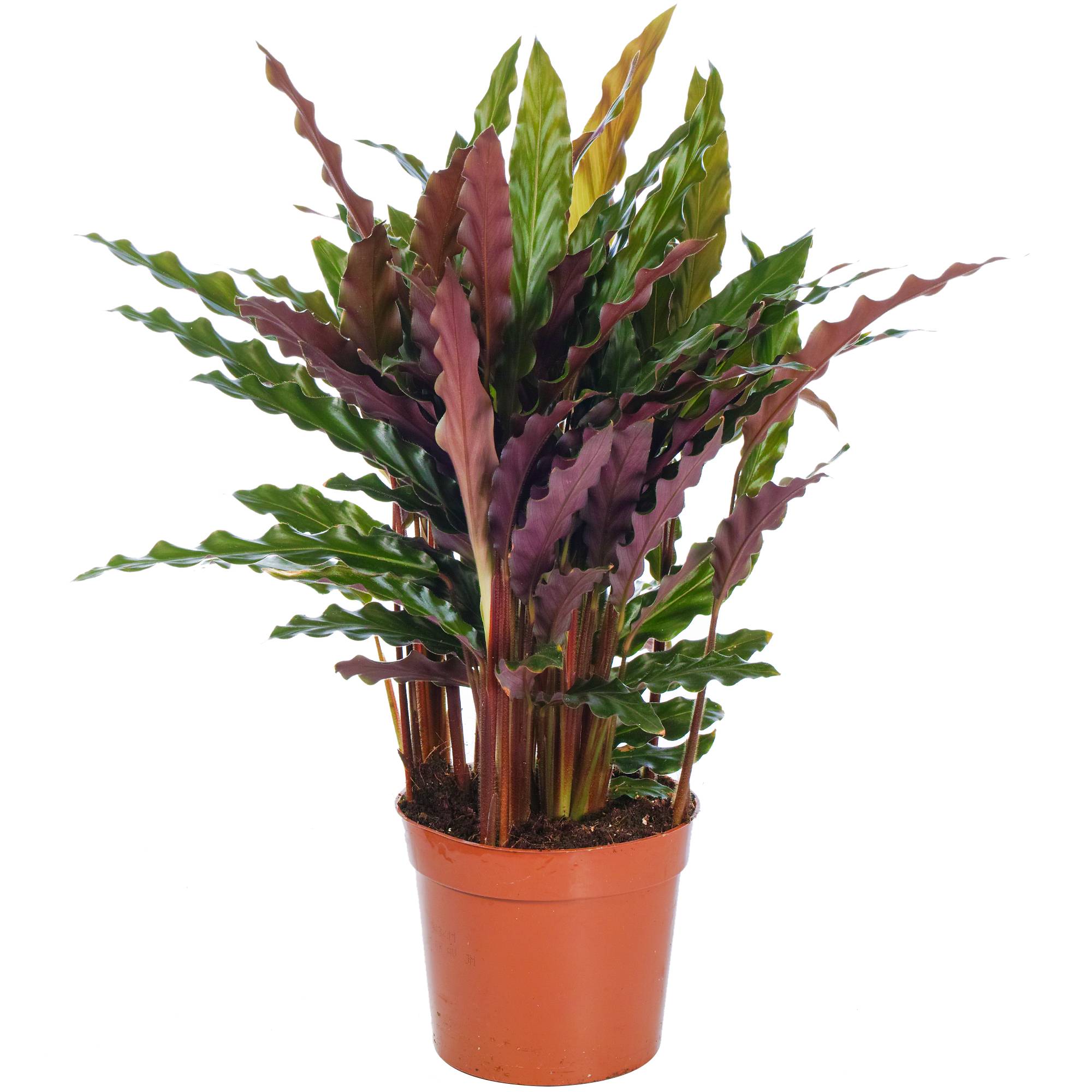 Gardenersdream - Calathea Rufibarba Elger Grass Plante D'Intérieur En Pot Pour Maisons Et Bureaux - GardenersDream - Image 1
