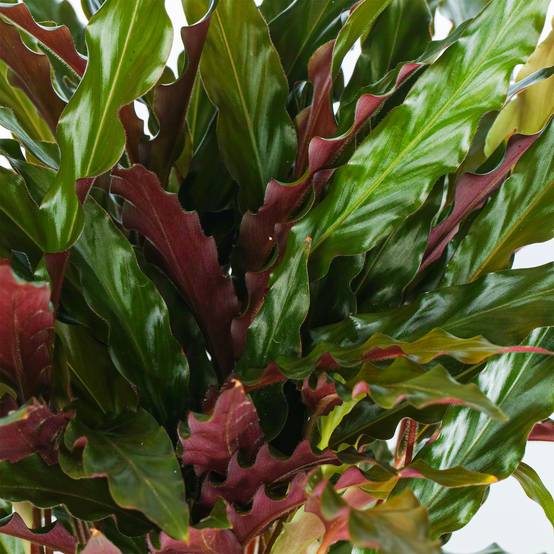 Gardenersdream - Calathea Rufibarba Elger Grass Plante D'Intérieur En Pot Pour Maisons Et Bureaux - GardenersDream - Image 2