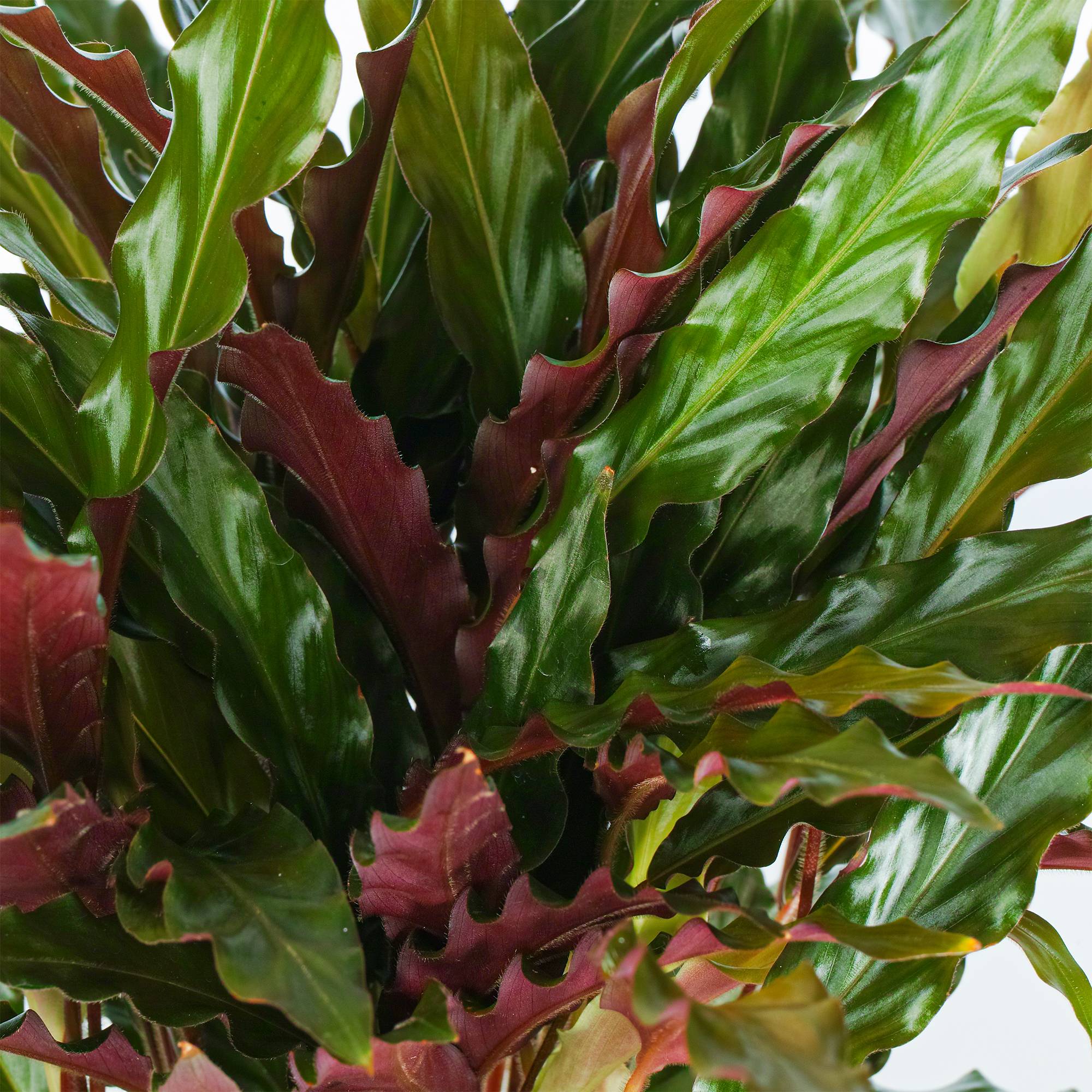 Calathea Rufibarba Elger Grass Plante D'Intrieur En Pot Pour Maisons Et  Bureaux - GardenersDream - Gamm vert