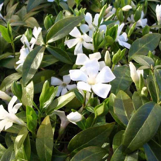 Vinca minor Gertrude Jekyll - Pervenche à petite fleurs Godet de 8/9 cm