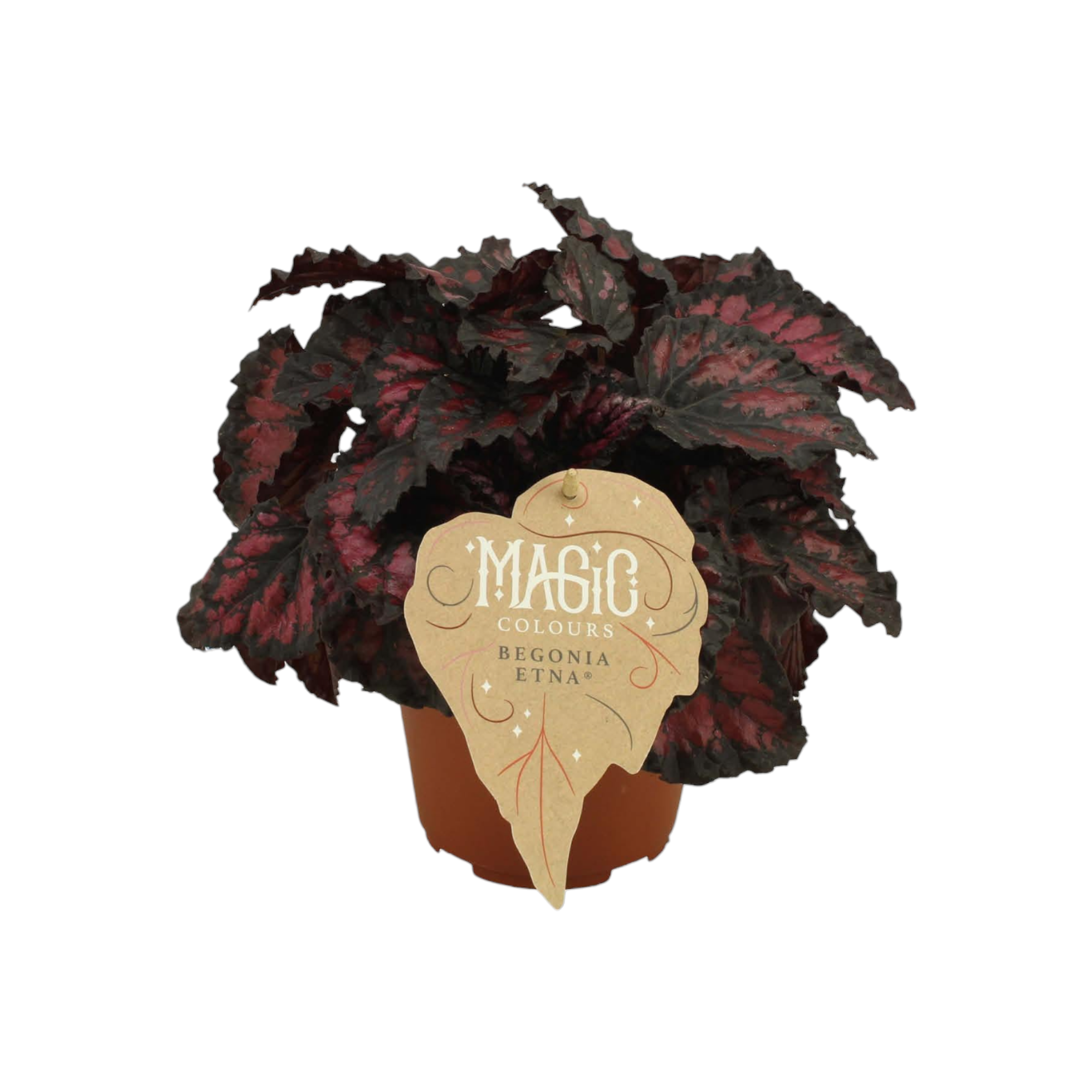 Begonia Rex 'Etna' 25cm - Plante d'intérieur- La Green Touch - Image 1