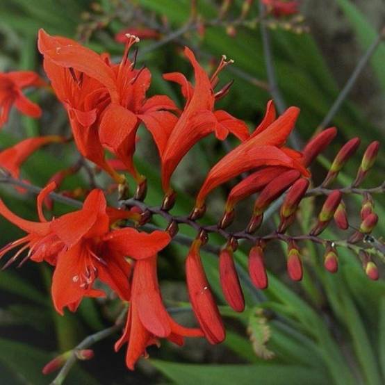 Crocosmia Lucifer, Montbretia à fleurs Rouge - feuillage Caduc - Godet - 5/20 cm- hauteur à maturité De 0,50 m à 1,00 m - Image 1