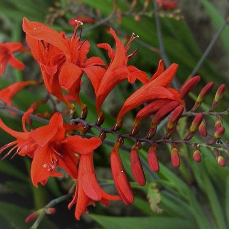 Crocosmia Lucifer, Montbretia à fleurs Rouge - feuillage Caduc - Godet - 5/20 cm-  hauteur à maturité De 0,50 m à 1,00 m - Image 1