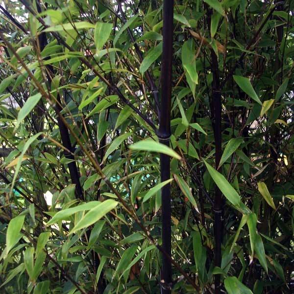 Bambou noir - Phyllostachys nigra Pot de 4L/5L - Image 1