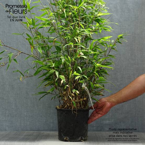 Bambou noir - Phyllostachys nigra Pot de 4L/5L - Image 2