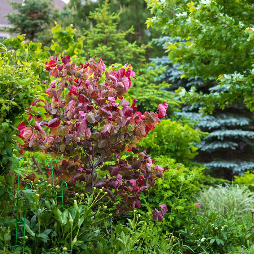 Promesse de Fleurs - Cercis canadensis Forest Pansy - Arbre de Judée Pot de 4L/5L - Image 1