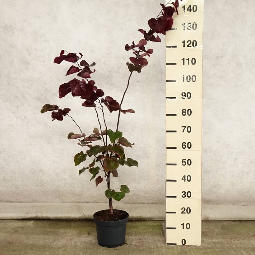Promesse de Fleurs - Cercis canadensis Forest Pansy - Arbre de Judée Pot de 4L/5L - Image 2