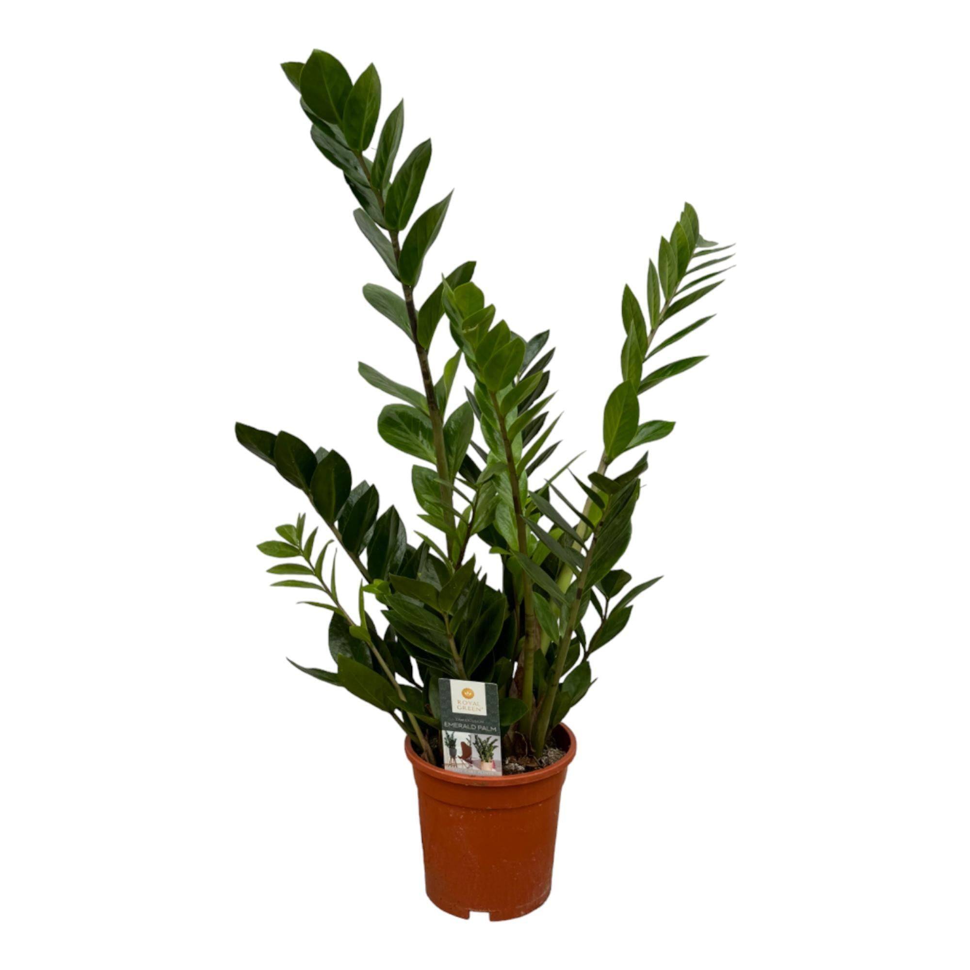 Zamioculcas - D17 H70cm