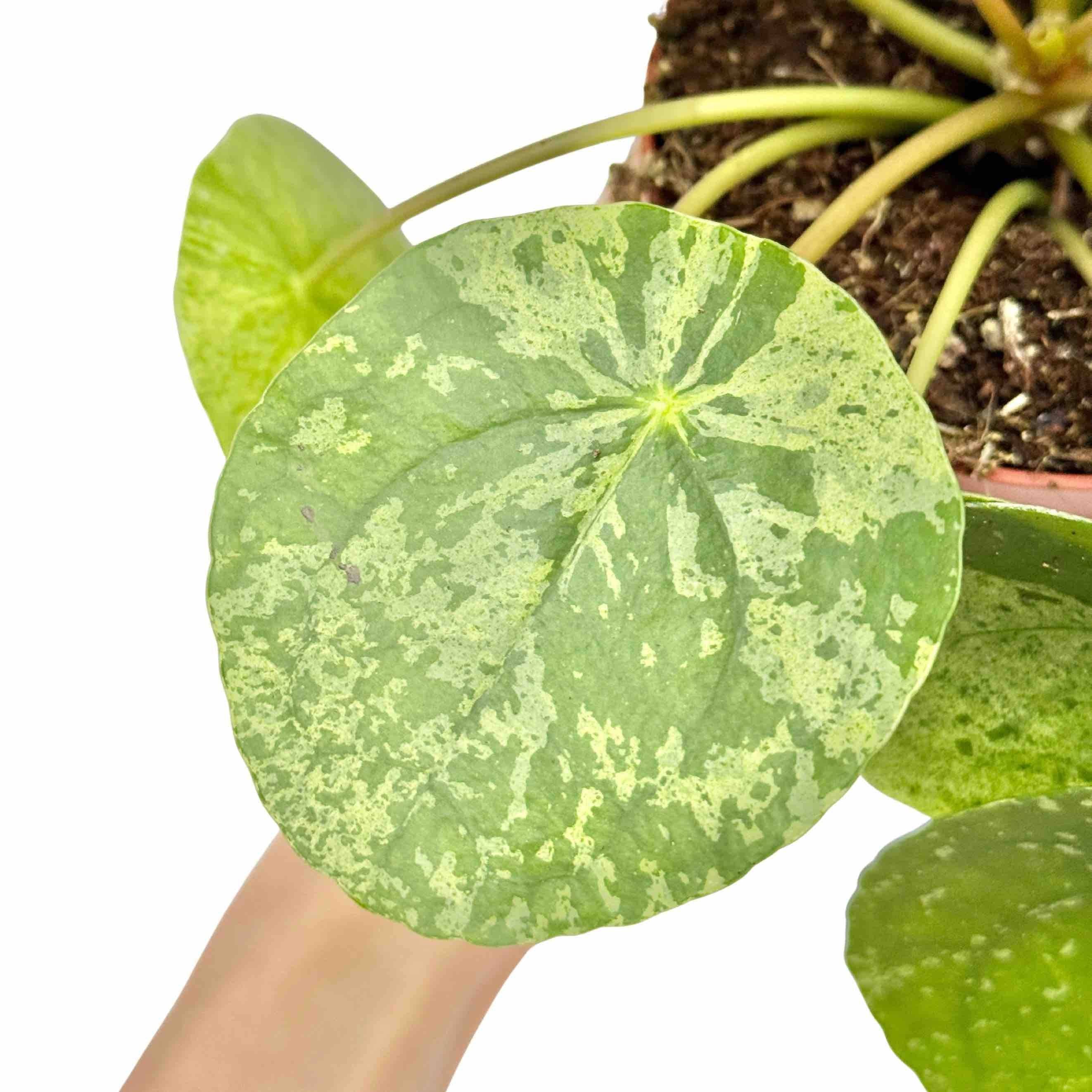 Pilea Mojito - Pot de 12cm - Plantes d'intérieur - Image 1