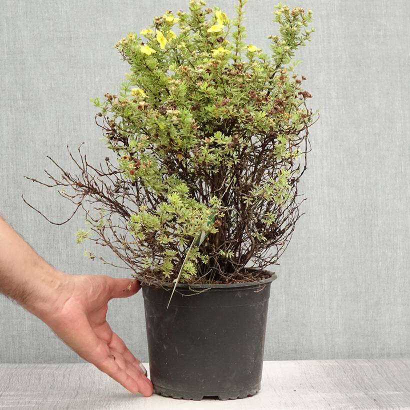 Potentille arbustive Kobold Pot de 3L/4L - Image 2