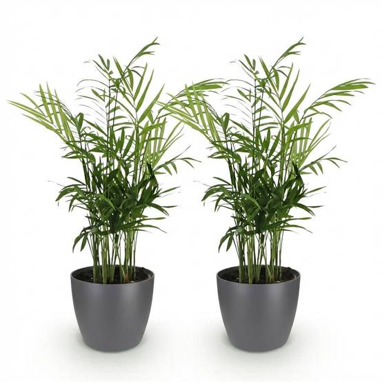 La Green Touch - Chamaedorea Elegans - H40cm - Image 3