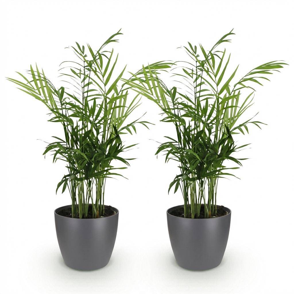 La Green Touch - Chamaedorea Elegans - H40cm - Image 3