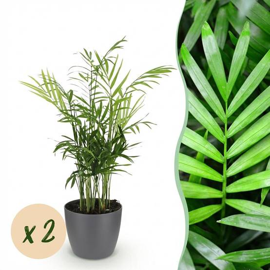 La Green Touch - Chamaedorea Elegans - H40cm - Image 1